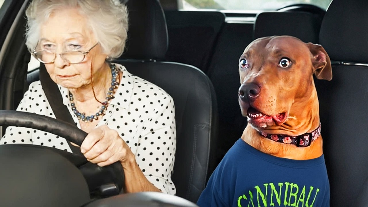When Dogs Realize They're Going to the Vet🤣Funny Animal Reaction