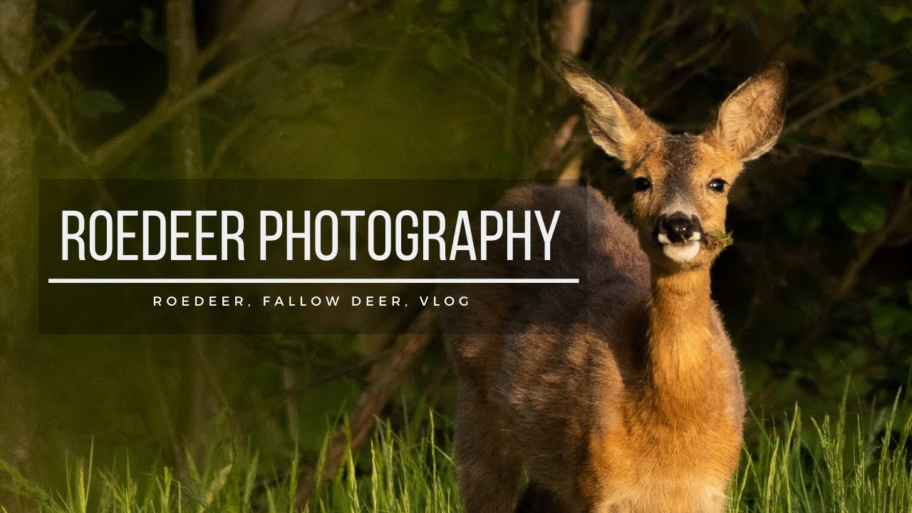 BEST TIME TO PHOTOGRAPH ROEDEER | Wildlife Photography, Roedeer Photography, Vlog