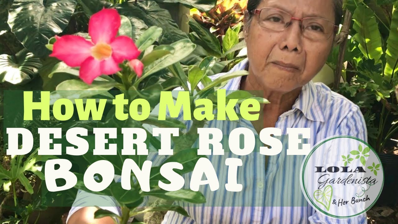 HOW TO MAKE DESERT ROSE (ADENIUM) BONSAI👵🏼❤️🌿| DETALYADONG PAGGAWA NG DESERT ROSE BONSAI | VLOG # 16