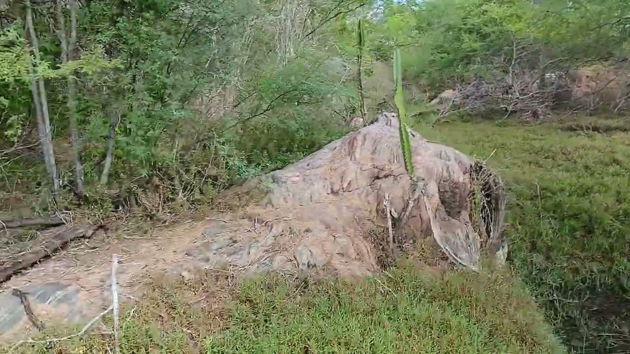 Mas um vídeo mostrando essa linda paisagem do Rio trairi sítio catole Lagoa salgada RN 