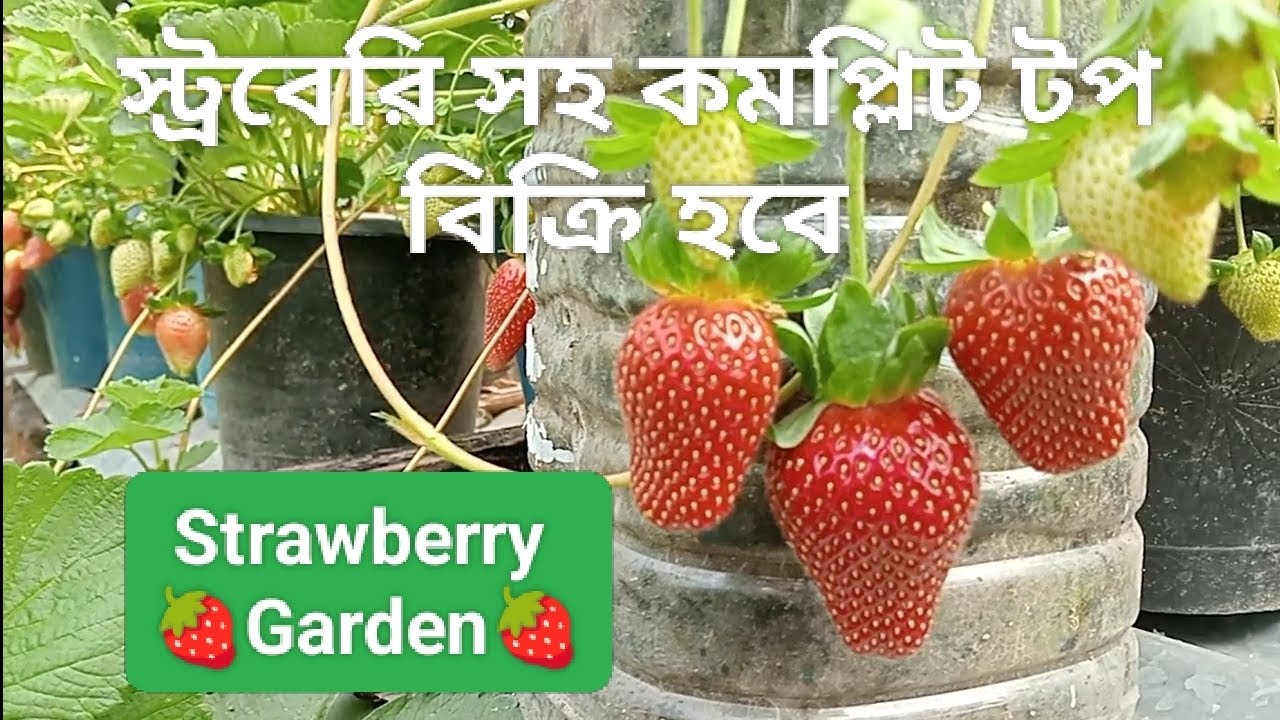 ফল সহ #স্ট্রবেরি  গাছ। স্ট্রবেরি সহ কমপ্লিট টপ বিক্রি হবে। #strawberry #plants #research #garden 
