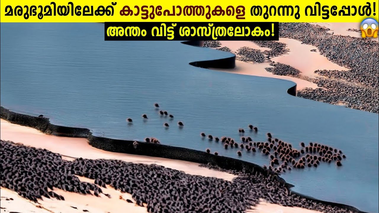 പിന്നെ നടന്നത് ചരിത്ര സംഭവം!😱Bisons Turned Deset To Forest | 2 Science Experiments Explained-Storify