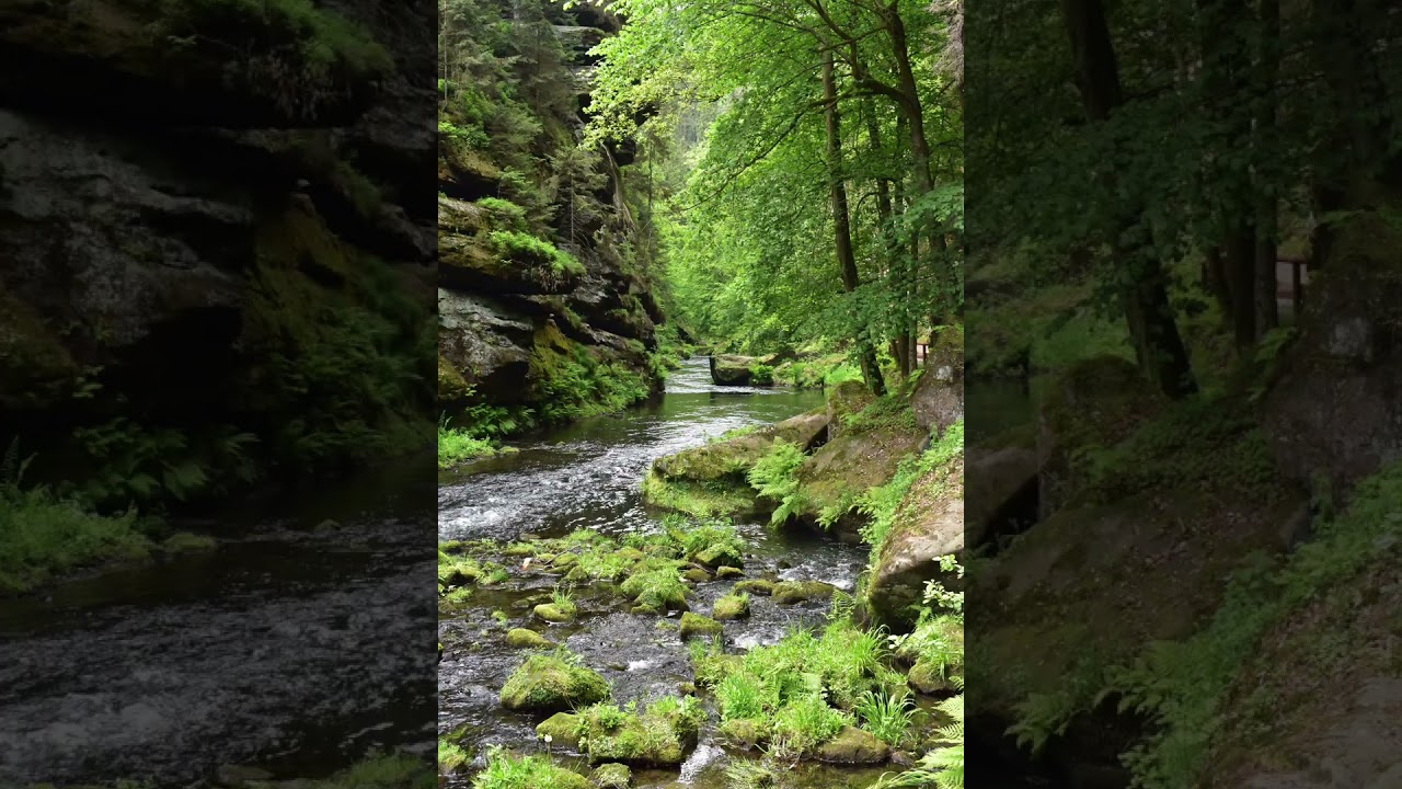 Forest Sounds for Deep Relaxation | 20 Minutes Nature Sounds | Stress Relief & Sleep