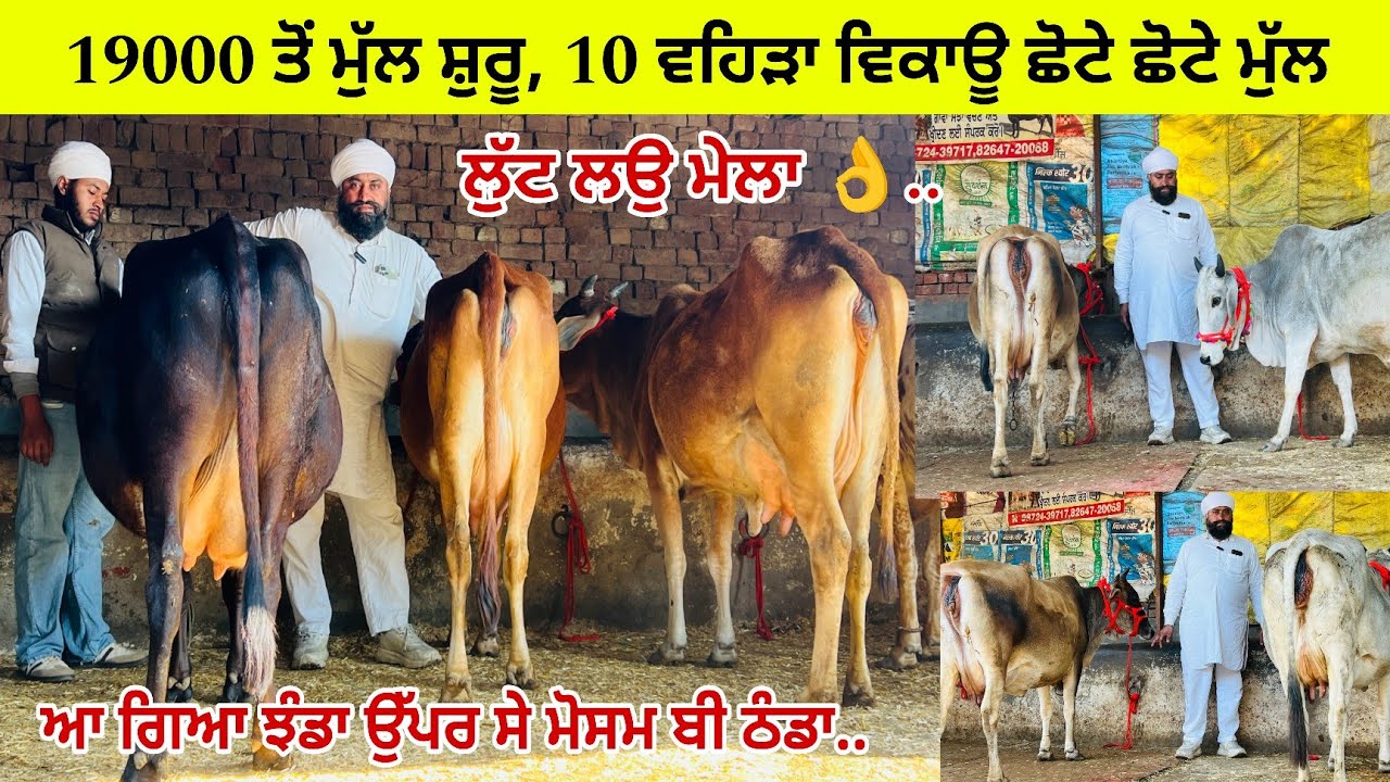 ਝੰਡਾ ਕੈਰੋਂ ਕੋਲ 10 ਵਹਿੜਾ ਛੋਟੇ ਛੋਟੇ ਮੁੱਲ ਲੁੱਟ ਲਉ ਮੇਲਾ 👌/ ਪਿੰਡ ਕੈਰੋਂ/ਪੱਟੀ ਤਰਨਤਾਰਨ 