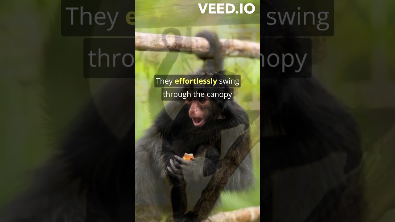 🐒 Swinging in the Canopy: Exploring the World of Spider Monkeys!