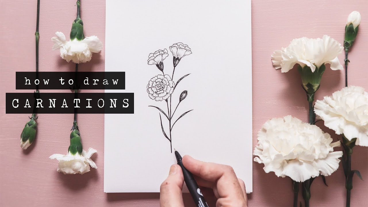 How To Draw Carnations | Floral Illustration