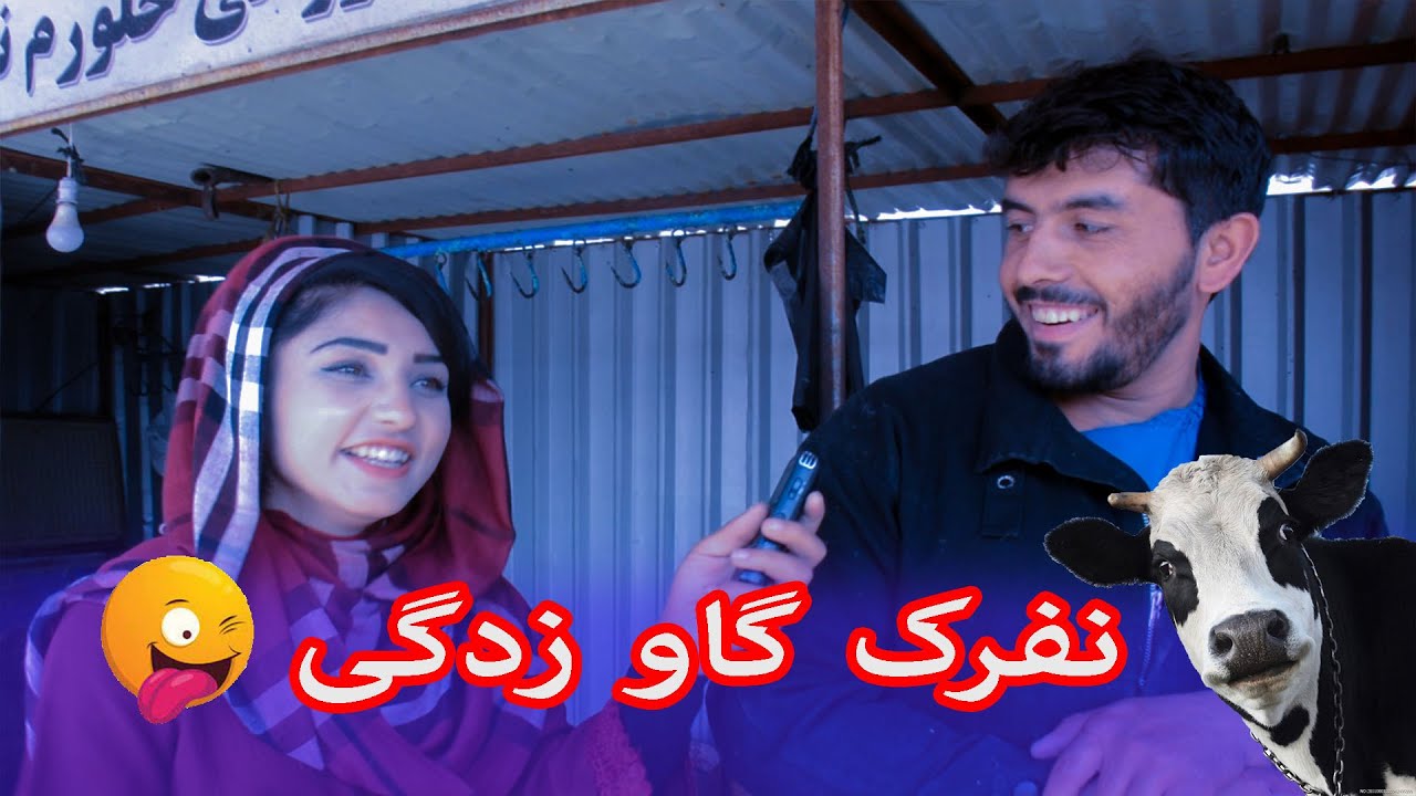 گزارش سعدیه جلال/ نفرک را گاو زده 🤣/د سعدیه جلال نیفرک راپور په خندا شو🤣