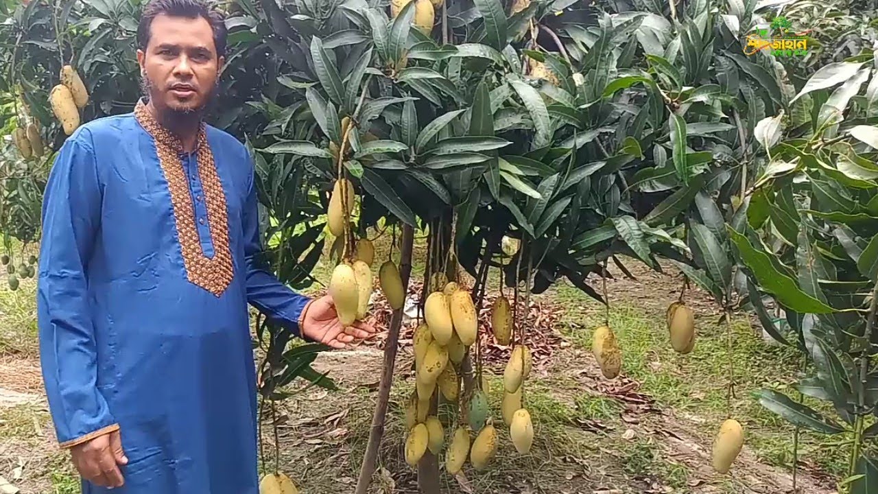ব্যানানা আমের দারুণ ফলন | Banana Mango | Shajahan Mango Farm 2023