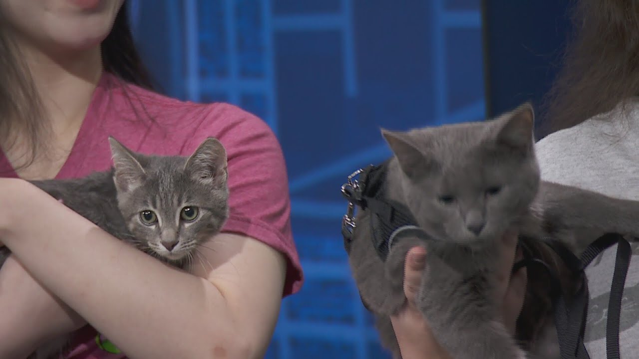 Adopt-A-Pet: Forever Fortunate Felines