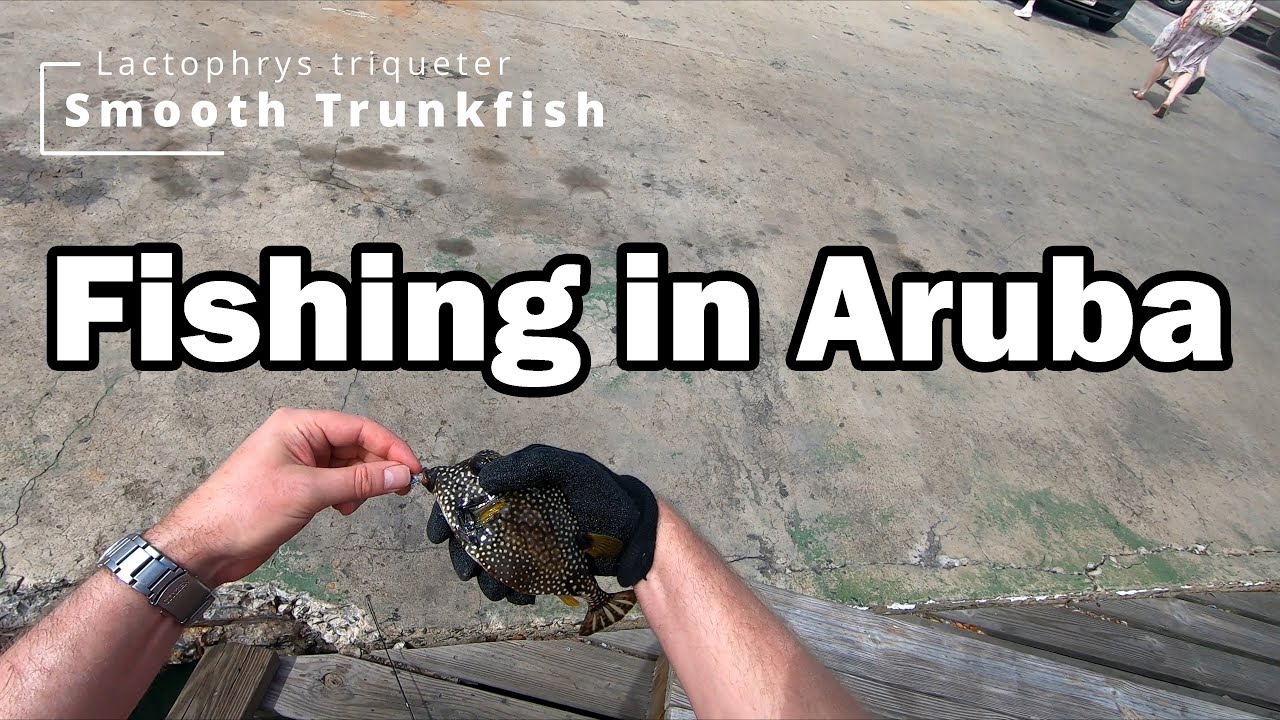 Dock fishing in Aruba, searching for some new species!
