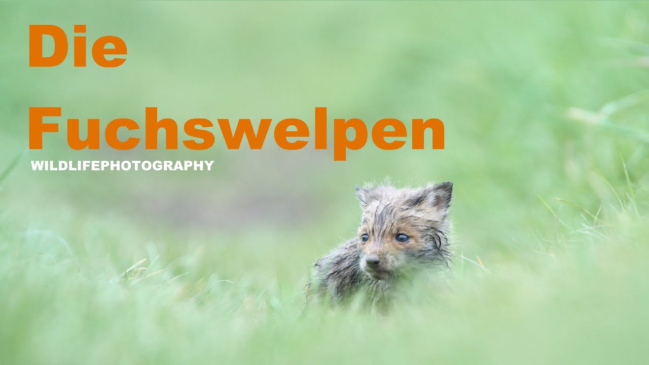 Die Fuchswelpen