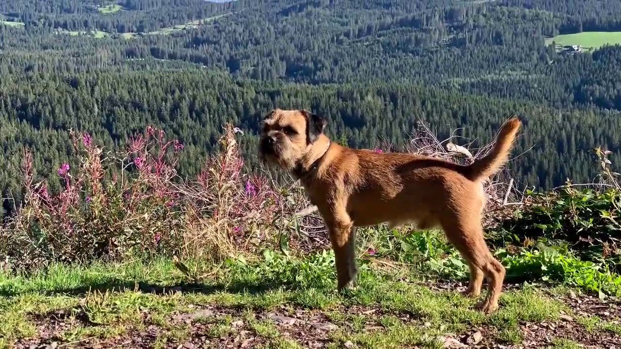 Terrierlife.de im Wohnmobil on Tour |  Tag 6-8 durch den Schwarzwald in die Schweiz