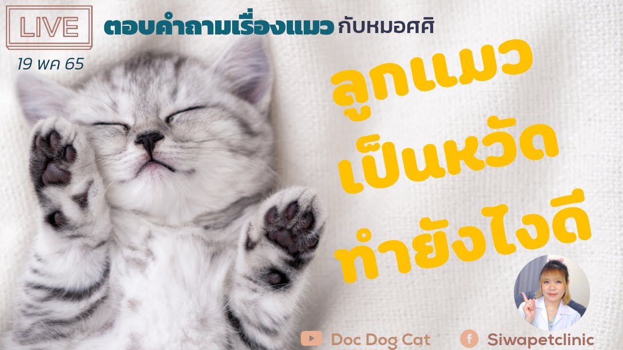 My kitten has a cold, what should I do?