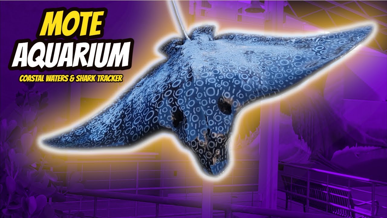 Mote Marine Lab & Aquarium | Shark Tracker & Coastal Waters