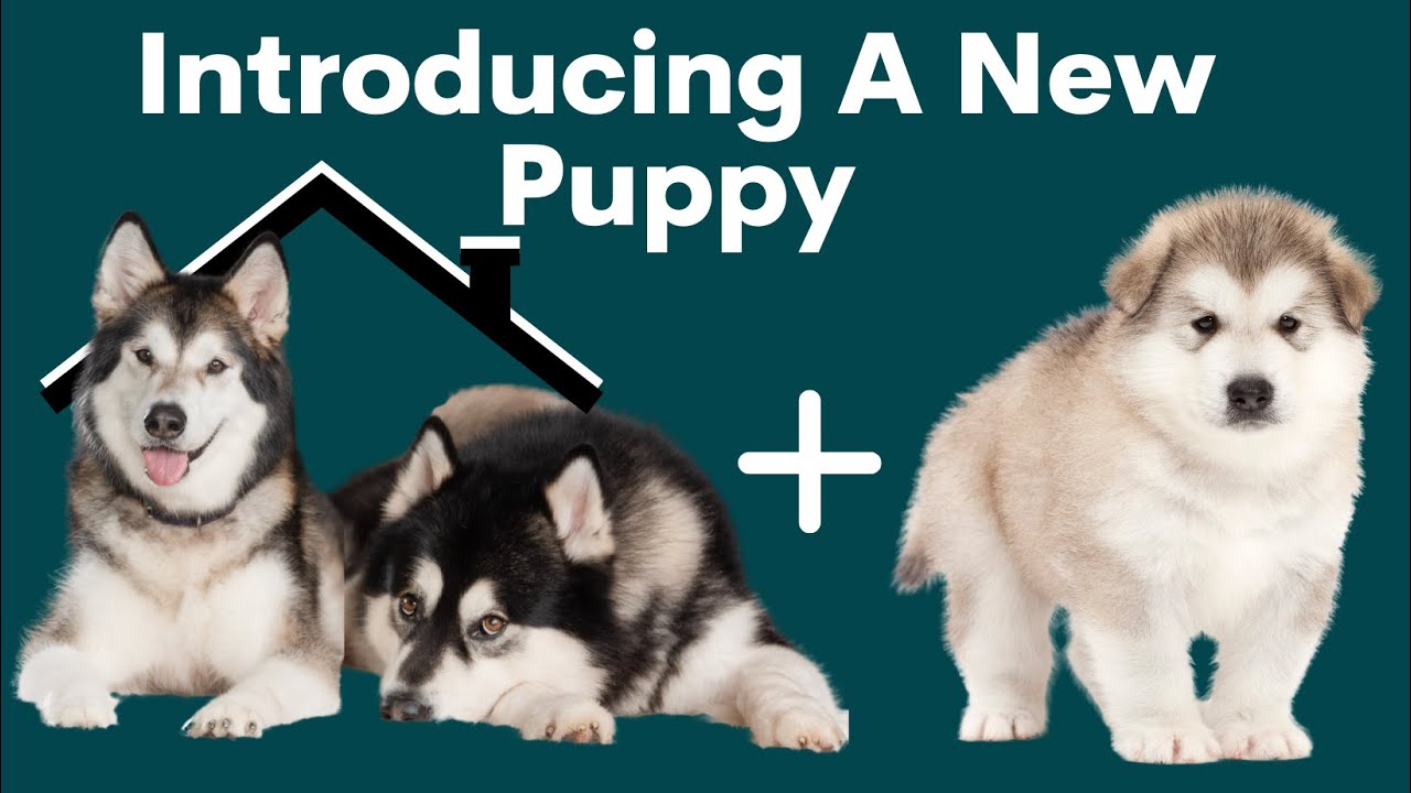Preparing For A Puppy in A Multi-Dog Household!