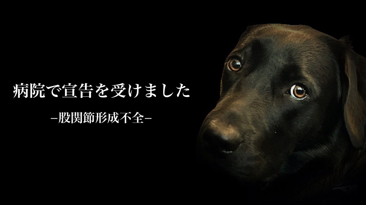 【子犬　病気】股関節形成不全と診断されたナラ…その病の正体と向き合う家族の話［ラブラドールレトリバー］