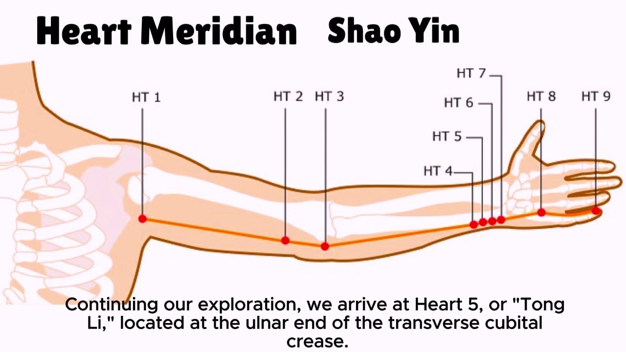 The Heart Meridian #acupuncture #tcm