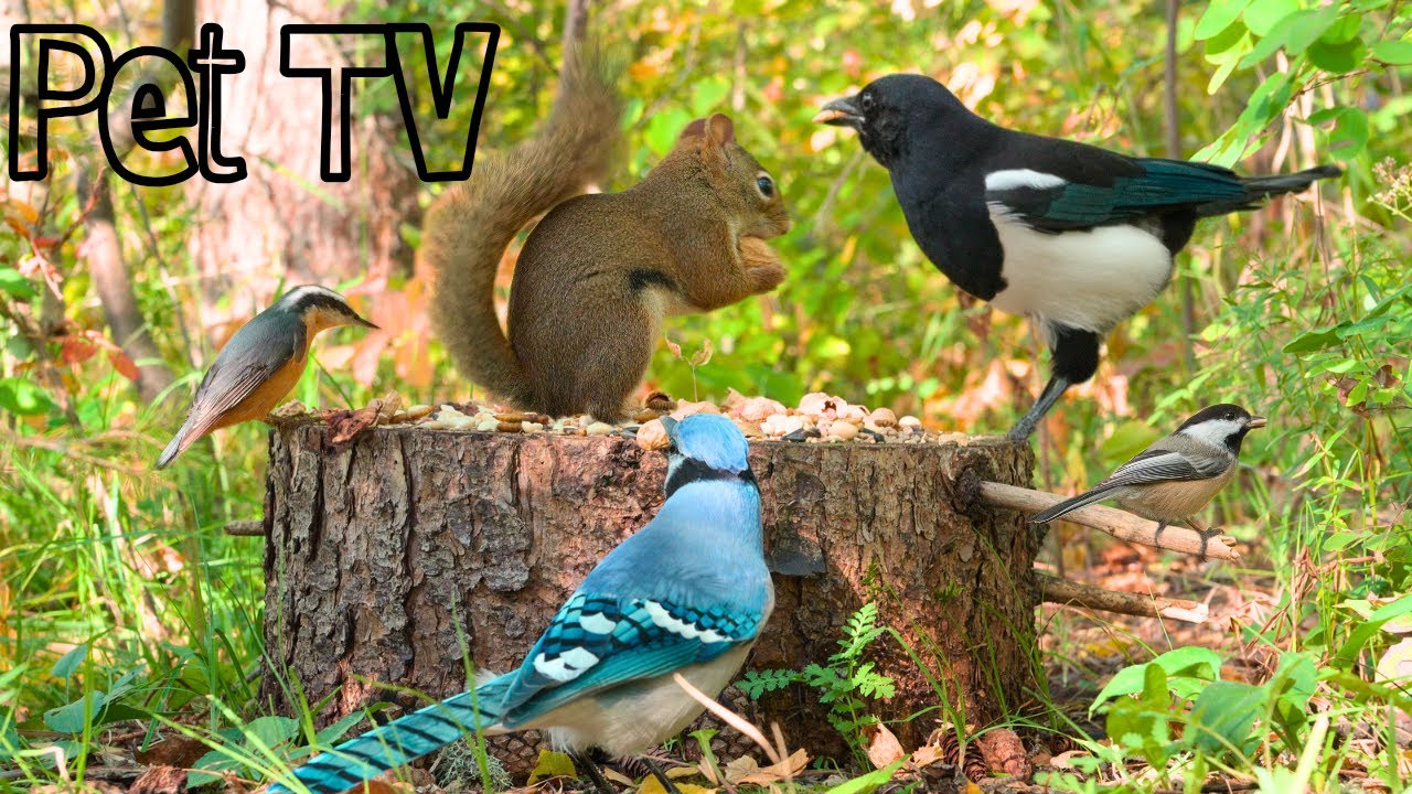 Cat TV - Birds & Squirrels 🐿️ 8 Hours of Nature Fun for Cats, Dogs, and People