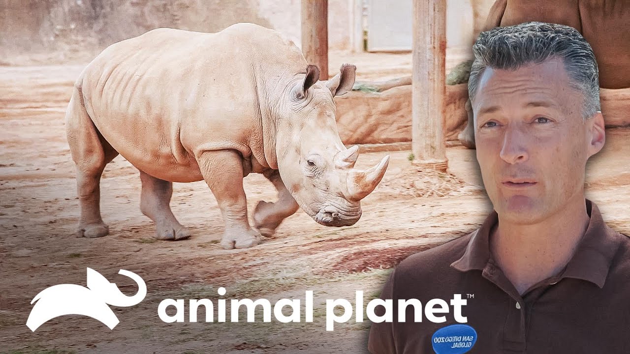 Preservación del rinoceronte blanco del norte | El Zoológico de San Diego | Animal Planet