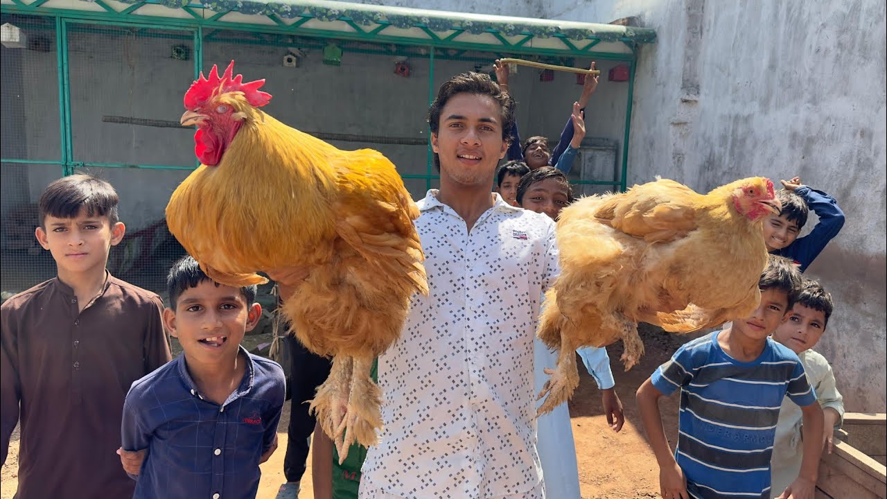 Gold Buff Chick La Aya Mini Zoo Ma