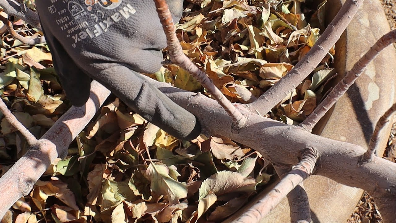 DFV | Pruning a Potted Apple Tree