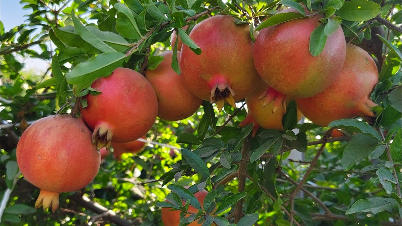BEST POMEGRANATE FARM, সেরা ডালিম খামার,सबसे अच्छा अनार का खेत,помогранат ки кхети@FARMER-INDIA