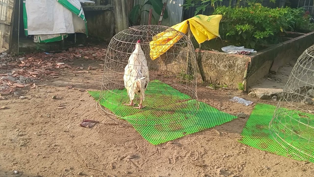 Động vật được bảo tồn 