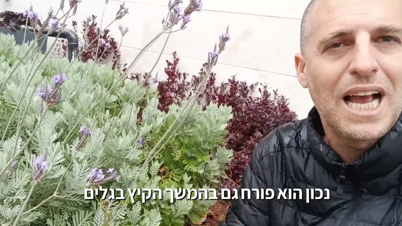 חבל לעשות גדר חיה מהלוונדר