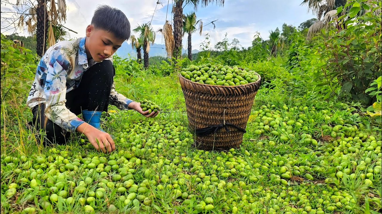 Nam's boy picks canarium fruits to sell - A man comes to buy 4 ducks and 1 chicken from Nam's