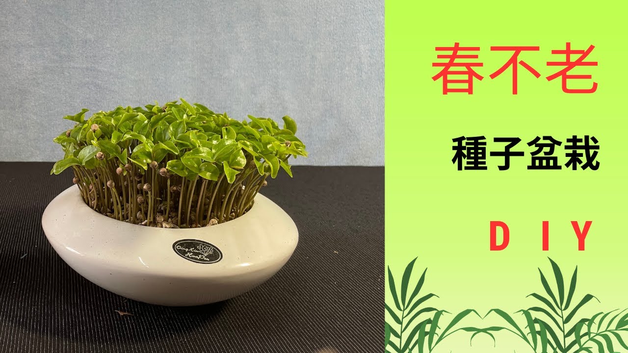 種子盆栽DIY教學--春不老