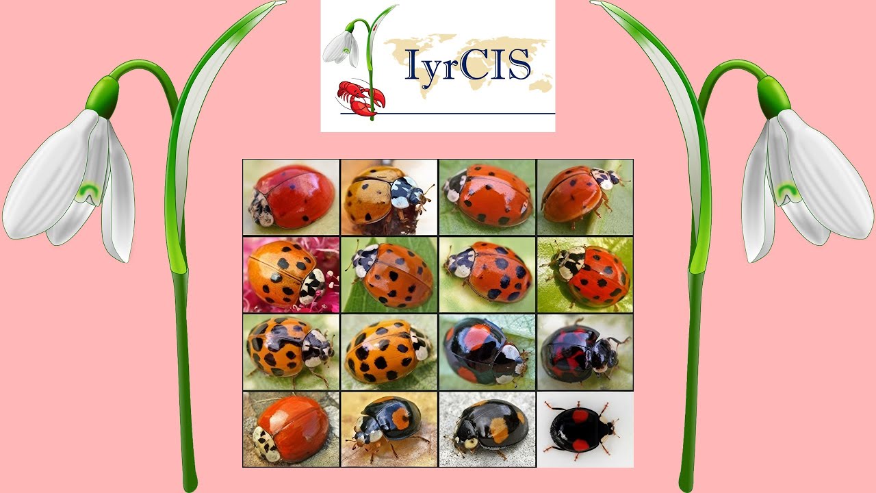 𝙃𝙖𝙧𝙢𝙤𝙣𝙞𝙖 𝙖𝙭𝙮𝙧𝙞𝙙𝙞𝙨 - Understanding public perceptions using conservation culturomics