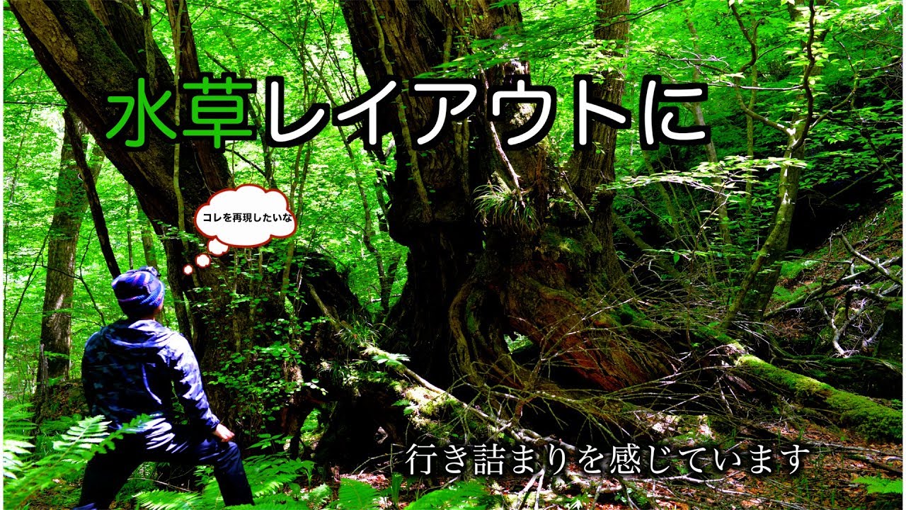水草水槽レイアウトに行き詰まり感じてます。前編