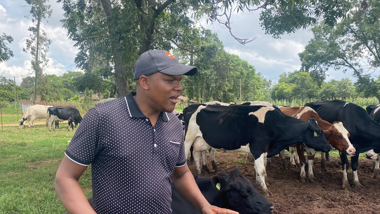 Dairy Farming in Zimbabwe- An Opportunity