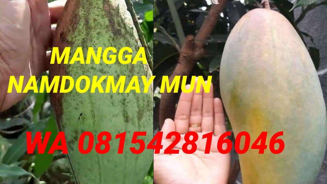 MANGGA NAMDOKMAY MUN, JENIS NAMDOKMAY PALING BESAR