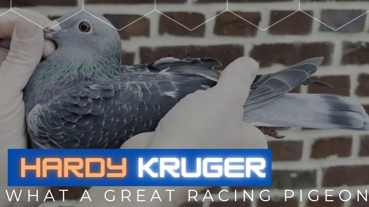 Hardy Krüger | Very Good Quality Racing Pigeon For Sale | Pipa Auction | Racer Kabootar | Kalapati