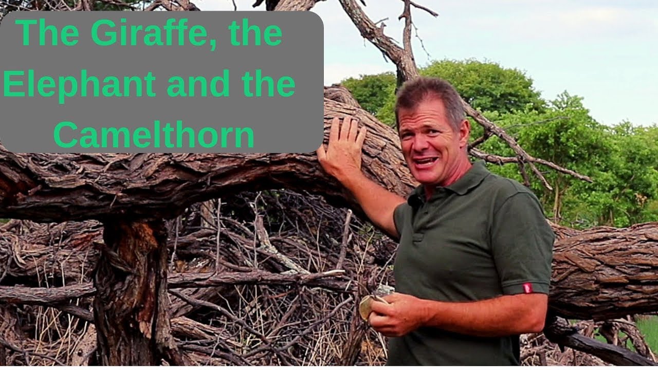 The Giraffe, the Elephant and the Camelthorn