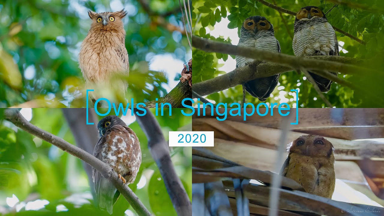 Owls in Singapore. 4k GH5s