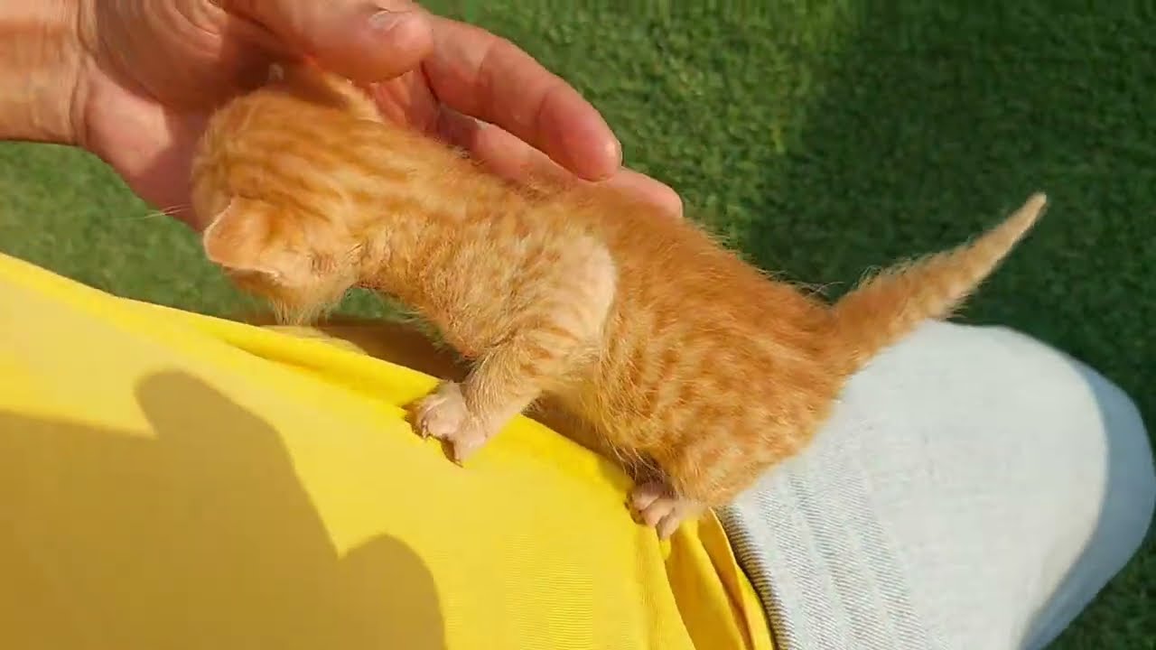 Orphan Kitten Sitting On Human Lap But Meowing Loudly 