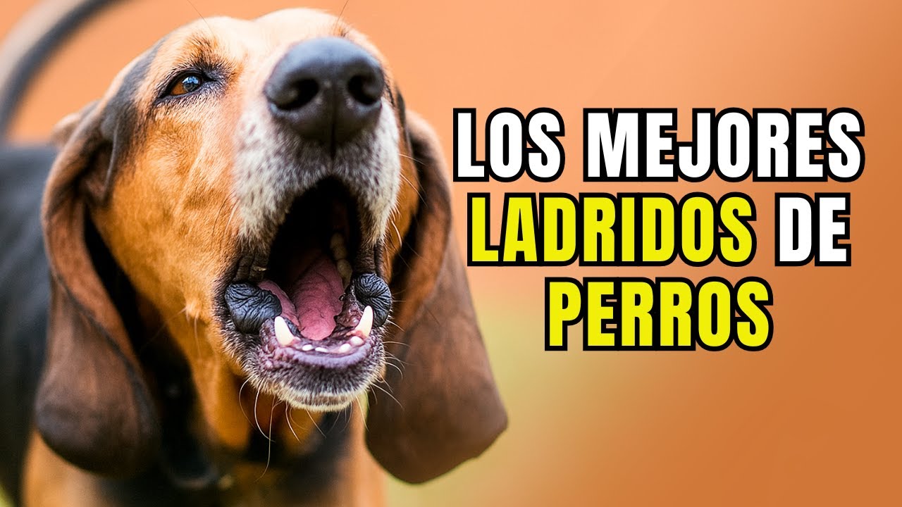 LOS MEJORES videos de PERROS LADRANDO MUY FUERTE 🔊 Concurso de ladridos de PERROS muy divertido