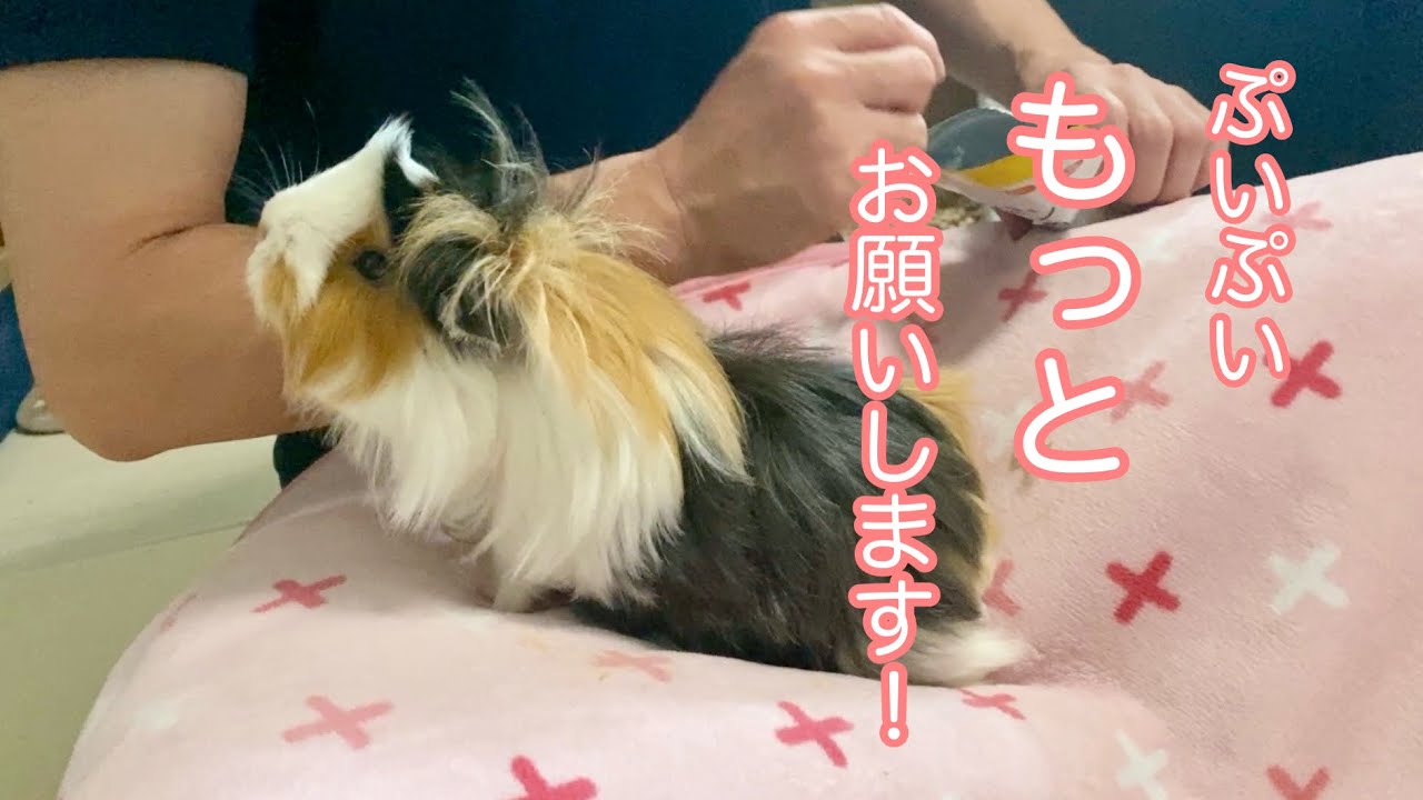 モルモット【ぷいぷいのコレも大好きです】I also love this from Puipui