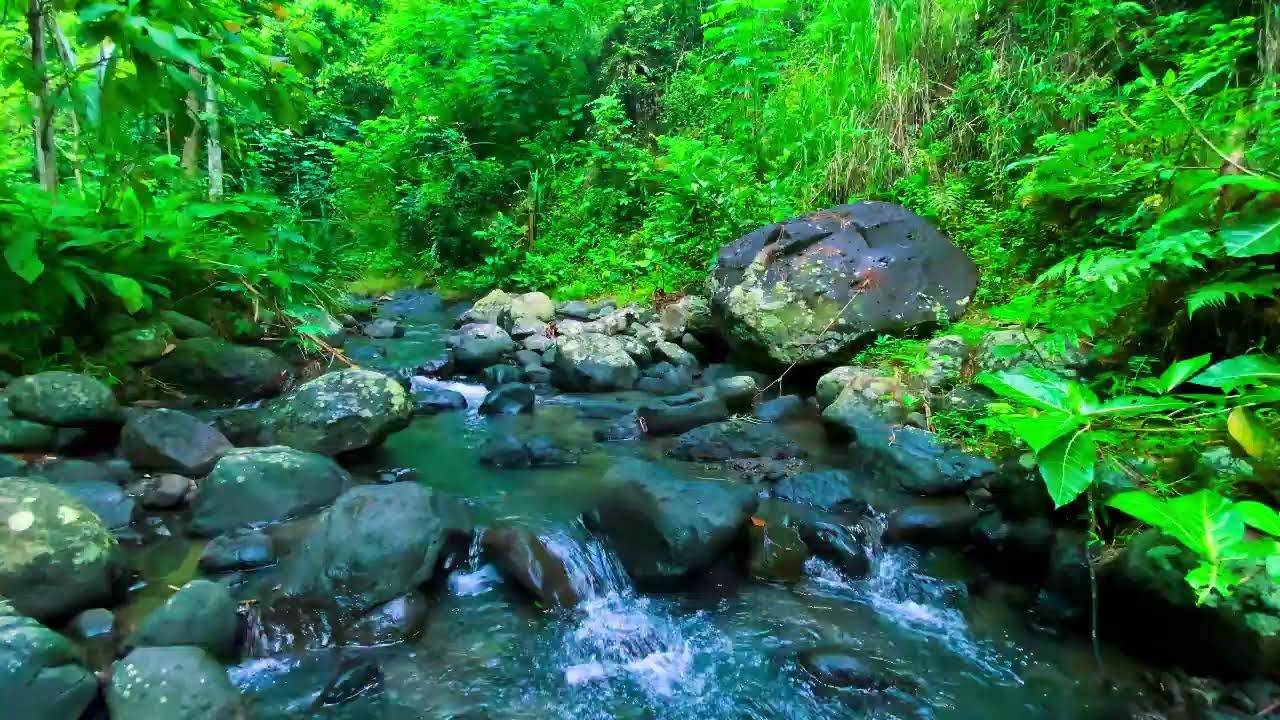 Sounds of River in the Forest (NO MUSIC) Natural White Noise for Sleep, Relaxation, and Study Time🍃🎧