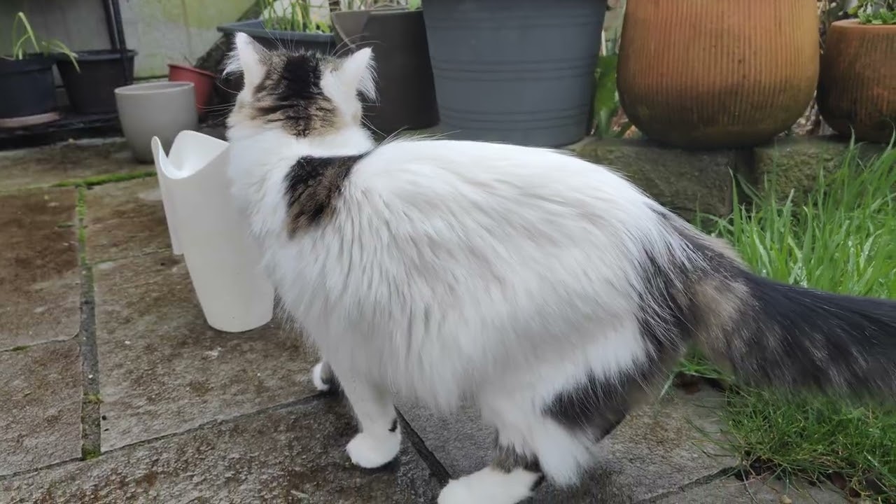 Frosty and her relationship with the dewdrops on the grass