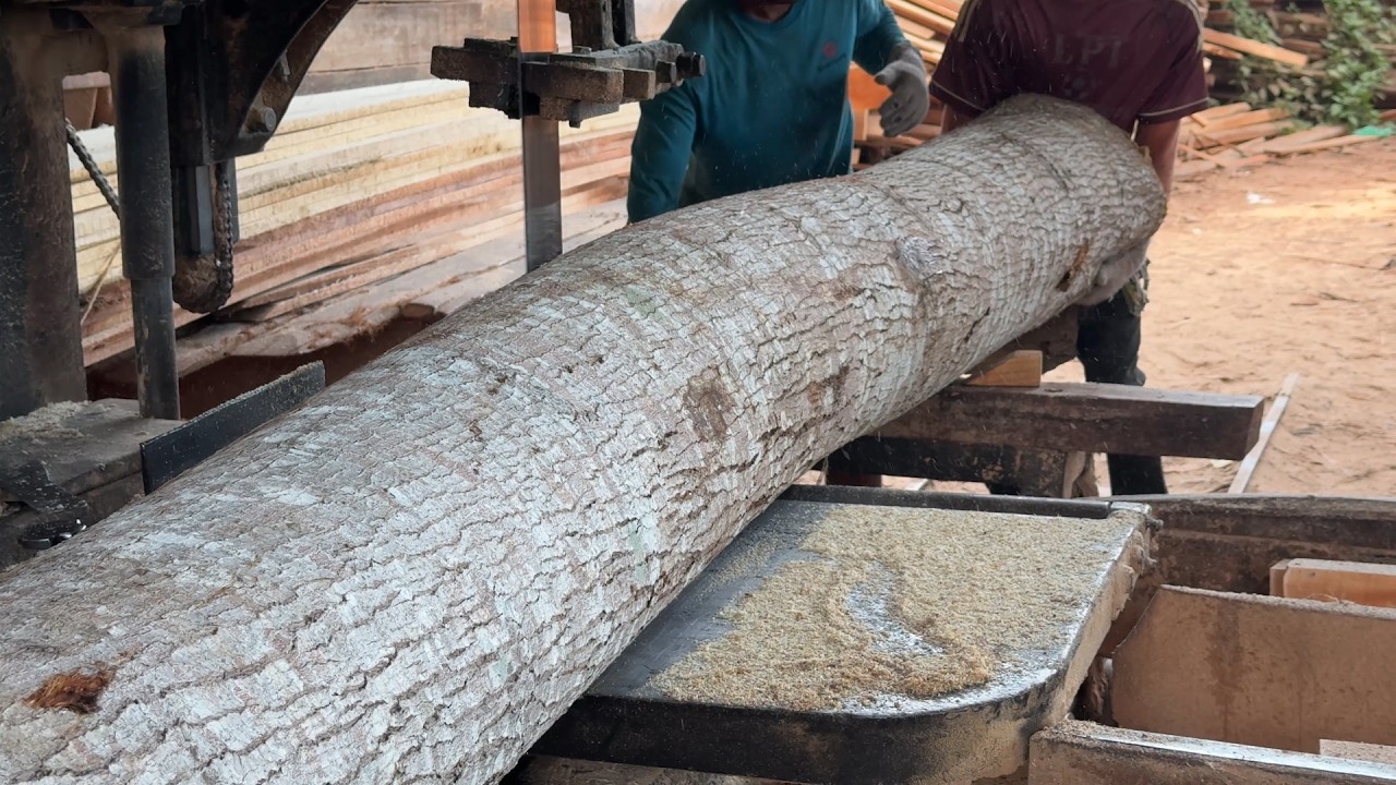 Precision 2x20 Wood Cutting Process in Sawmill