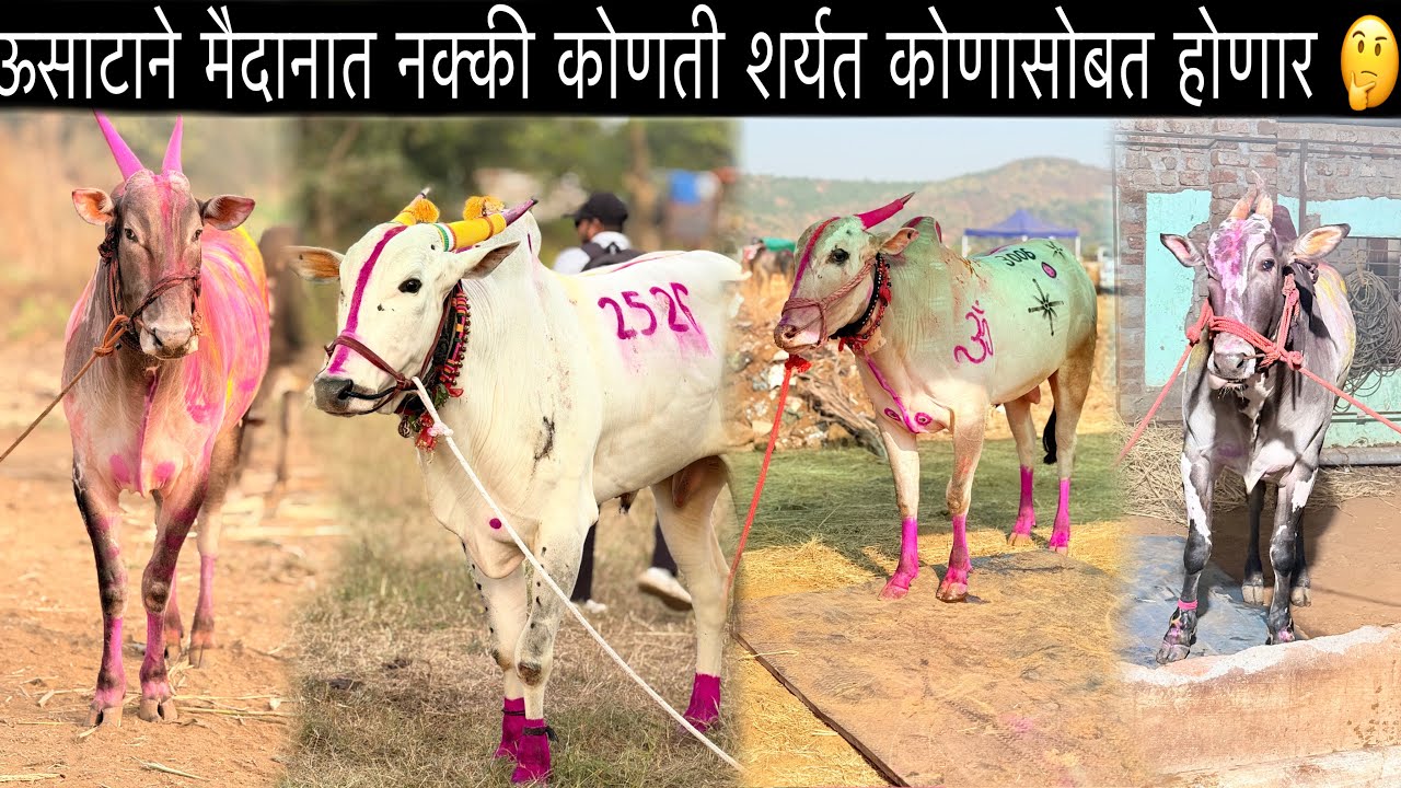 ऊसाटाने मैदानात नक्की कोणती शर्यत कोणासोबत होणार 🤔