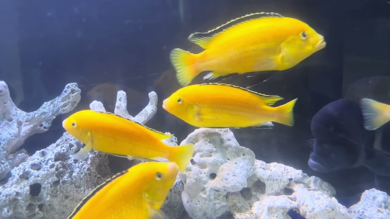 25/8/6 桐生が岡公園 水族館