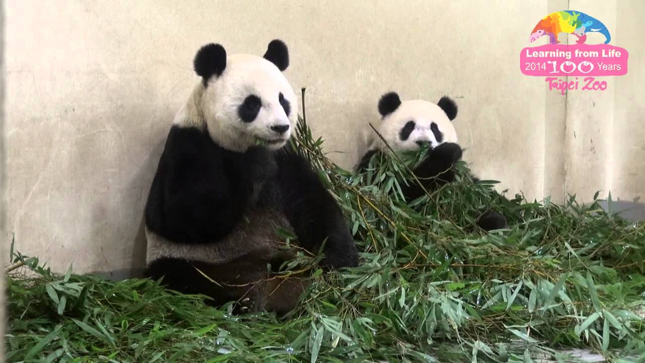 圓仔被放大-媽咪耍心機
