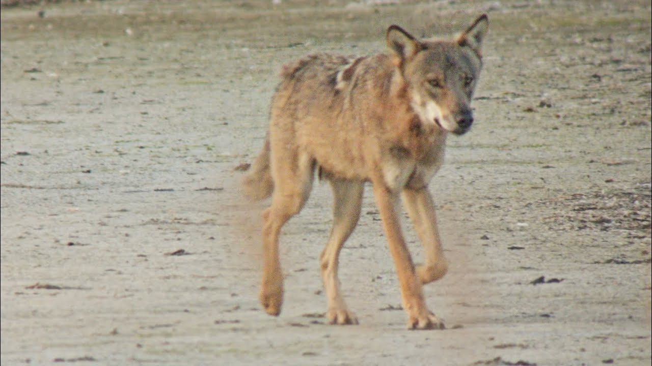 Wolf, Nabben, Falsterbo, 2025-06-22