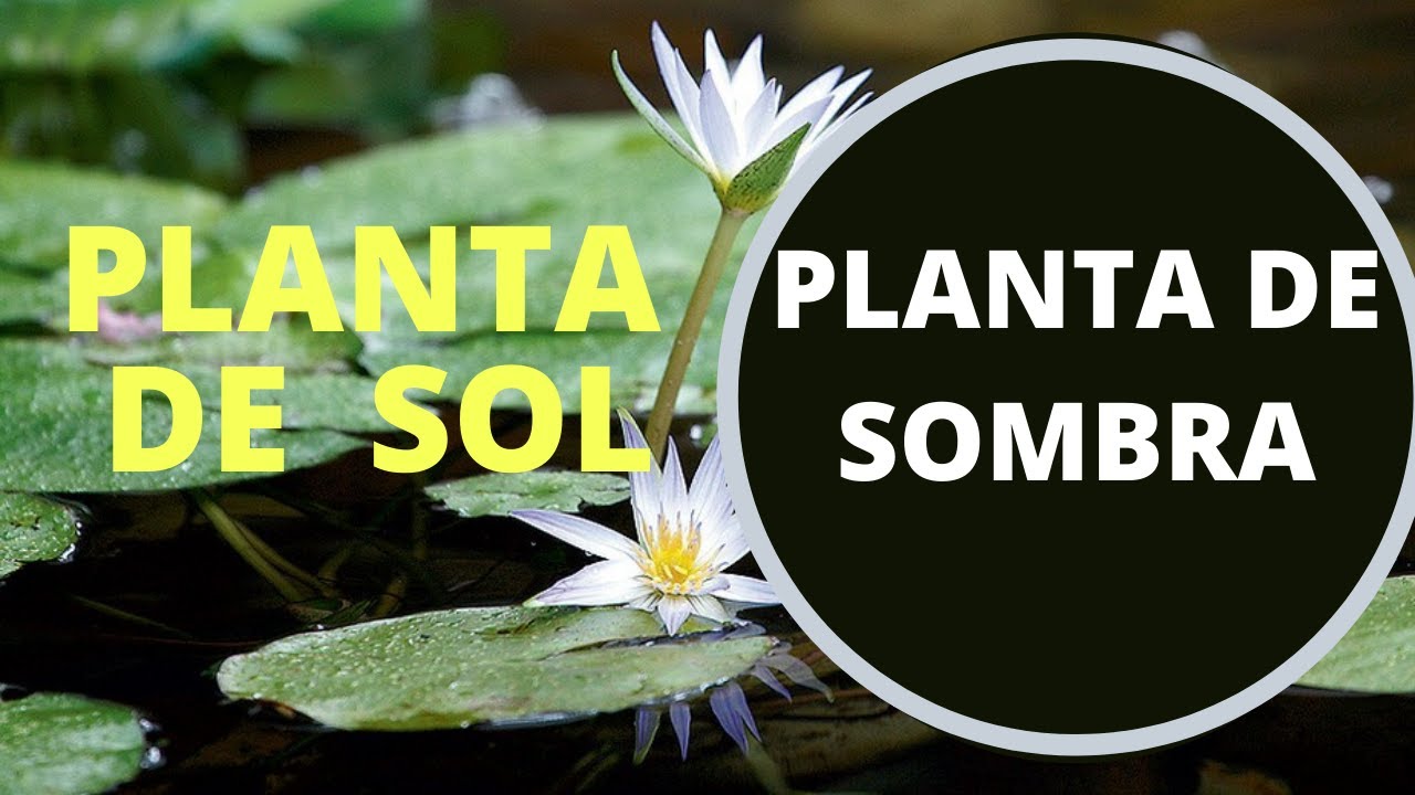 Planta de sol e planta de sombra