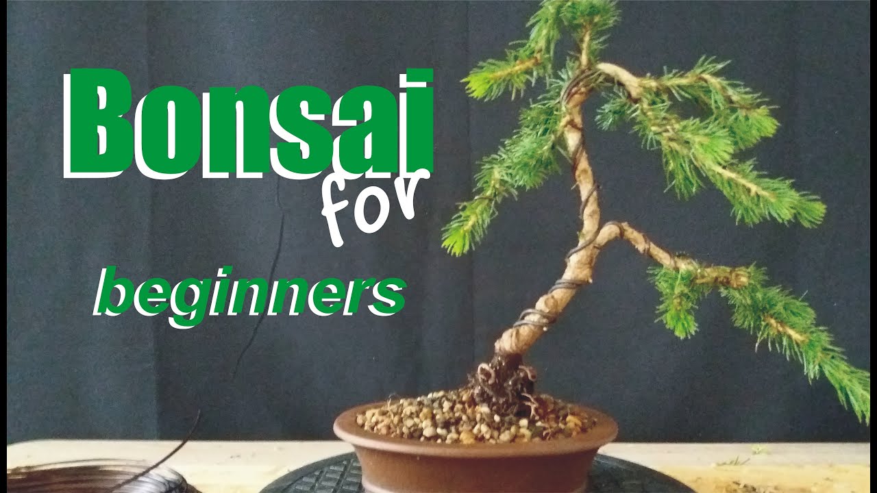 Dein erster Bonsai- aber wie?
