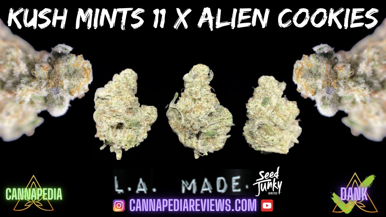 Kush Mints 11 x Alien Cookies Strain Review - L.A. Made - Seed Junky Genetics - Cannapedia